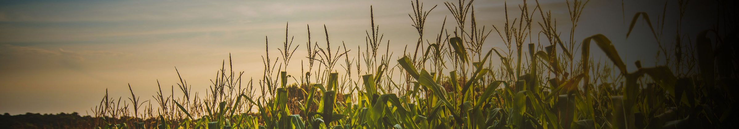 corn stalks