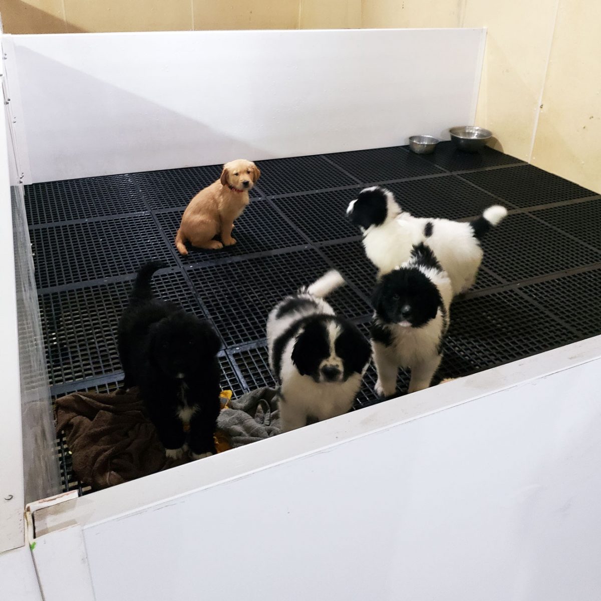 Puppy Pens Van Voorst Equipment