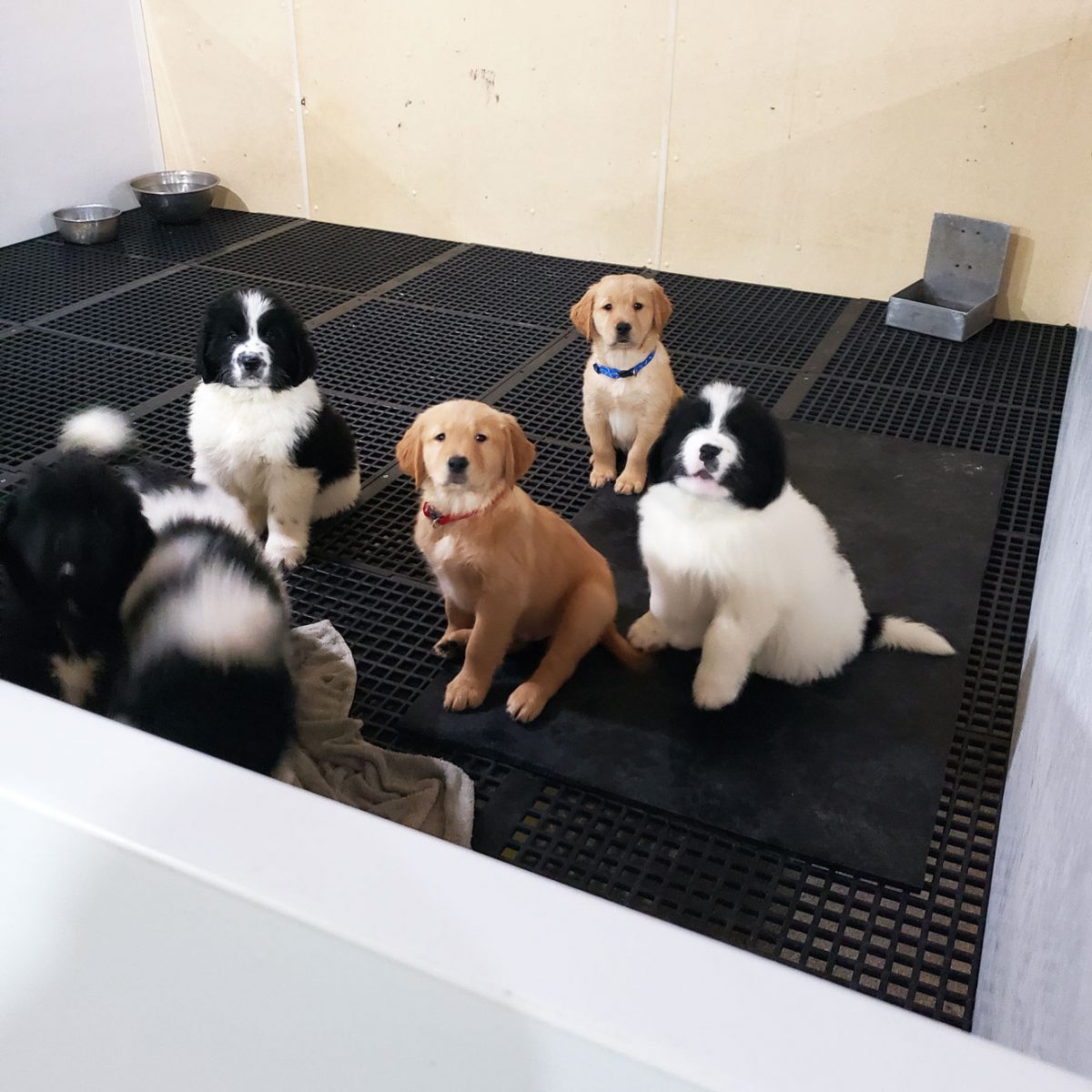 Puppy Pens Van Voorst Equipment