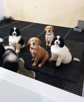 Puppies in pen