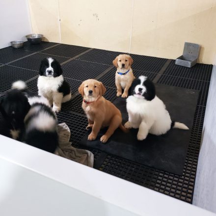 Puppies in pen